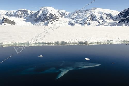 Biosphoto | 2410619 | Antarctic Minke Whale (Balaenoptera bonaerensis), Wilhelmina Bay, Antarctic Peninsula | &copy; Raphaël Sané / Biosphoto