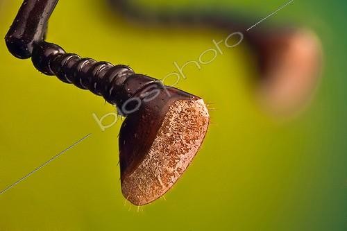Biosphoto | 1289314 | Antenne de Charançon rouge des palmiers ; Espèce surnommée  tueur des palmiers  en Espagne et dans le sud de la France. Originaire d'Asie du Sud Est, il est sans doute arrivé en Espagne dans certains palmiers importés d’Égypte. | &copy; Francisco Javier Torrent Andres / Visual and Written - Photo Collection / Biosphoto