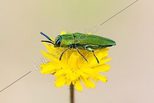 Biosphoto | 2621700 | Anthaxie hongroise = Bupreste hongrois (Anthaxia hungarica) sur fleur jaune, circuit des dolmens entre Barjac et Orgnac-l-Aven, Ardèche, France | &copy; Stéphane Vitzthum / Biosphoto