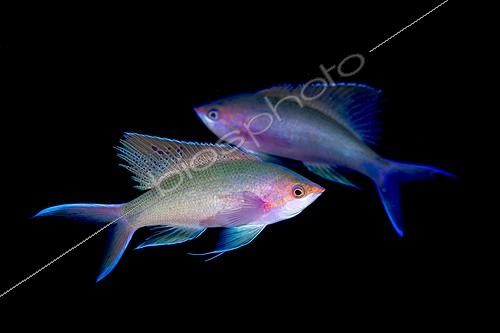 Biosphoto | 1924127 | Anthias mauve - Tahiti Polynésie Française | &copy; Fabien Michenet / Biosphoto