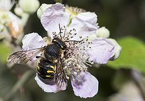 Biosphoto | 2419804 | Anthidie (Anthidium septemspinosum) sur mûrier (Rubus fructicosus), Parc naturel régional des Vosges du Nord, France | &copy; Michel Rauch / Biosphoto