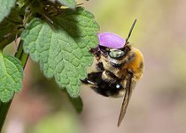 Biosphoto | 2444133 | Anthidie batârde (Anthidium byssinum) mâle butinant une Bugle rampante (Ajuga reptans), abeilles solitaires, Parc naturel régional des Vosges du Nord, France | &copy; Michel Rauch / Biosphoto