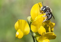 Biosphoto | 2408865 | Anthidie ponctuée (Anthidium punctatum) sur Lotier corniculé (Lotus corniculatus), abeilles solitaires, Parc naturel régional des Vosges du Nord, France | &copy; Michel Rauch / Biosphoto