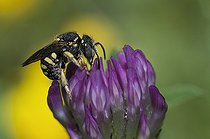 Biosphoto | 2427297 | Anthidie striée (Anthidium strigatum) sur trèfle (Trifolium sp), Parc naturel régional des Vosges du Nord, France | &copy; Michel Rauch / Biosphoto