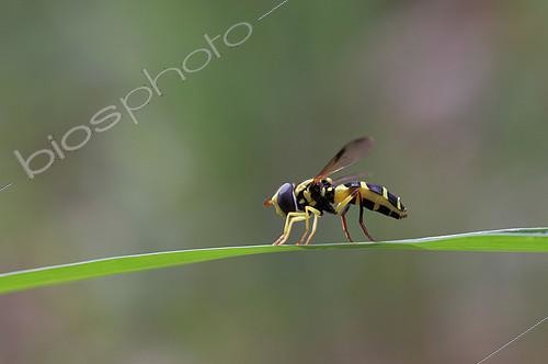 Biosphoto | 2487738 | Anthill Hoverfly (Xanthogramma dives) female resting on a blade of grass, Gard, France | &copy; Marie Aymerez / Biosphoto