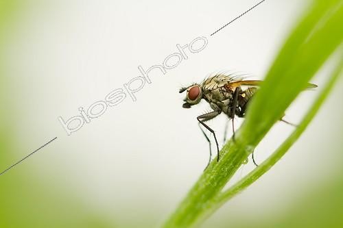 Biosphoto | 2011735 | Anthomyiidae fly on stem - Alsace France  | &copy; Benoît Personnaz / Biosphoto