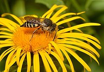 Biosphoto | 2051204 | Anthophorae's Bee parasite (Coelioxys rufescens) female, 2015 July 09, Northern Vosges Regional Nature Park, France, ranked World Biosphere Reserve by UNESCO, France | &copy; Michel Rauch / Biosphoto