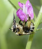 Biosphoto | 2089490 | Anthophore estivale (Anthophora aestivalis) femelle sur fleur, Parc naturel régional des Vosges du Nord, France | &copy; Michel Rauch / Biosphoto