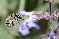 Biosphoto | 2089491 | Anthophore estivale (Anthophora aestivalis) femelle sur fleur de Sauge officinale (Salvia officinalis), Parc naturel régional des Vosges du Nord, France | &copy; Michel Rauch / Biosphoto