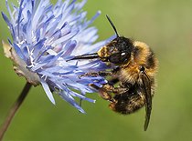Biosphoto | 2427302 | Anthophore fourchue (Anthophora furcata) sur Jasione des montagnes (Jasione montana) Parc naturel régional des Vosges du Nord, France | &copy; Michel Rauch / Biosphoto