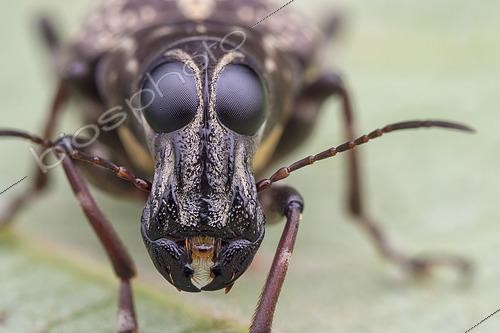 Biosphoto | 2435348 | Anthribidae ; Fungus weevil ; Portrait of a fungus weevil ; Singapore | &copy; Melvyn Yeo / Biosphoto