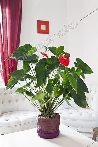 Biosphoto | 1830195 | Anthurium en fleur dans un salon | &copy; Frédérique Bidault / Biosphoto