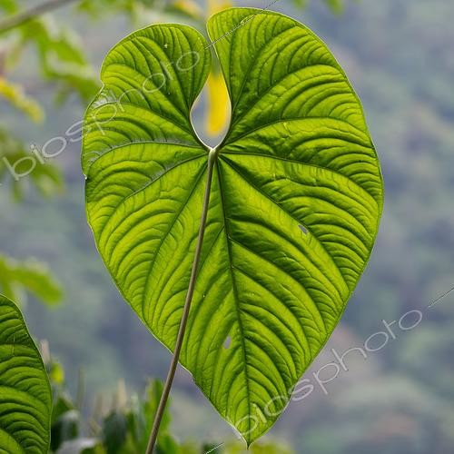 Biosphoto | 2615167 | Anthurium leaf (Anthurium sp), Santa Maria, Colombia | &copy; Régis Cavignaux / Biosphoto