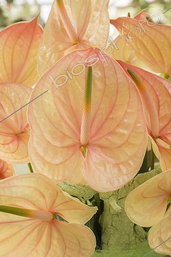Biosphoto | 2573273 | Anthurium Nunzia | &copy; Eric Breed / Visions Pictures / Biosphoto