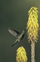 Biosphoto | 1197539 | Antillean Mango (Anthracothorax dominicus), male feeding on Agave blossom, Bosque Estatal de Guanica, South Coast, Puerto Rico, Caribbean Islands, USA | &copy; Rolf Nussbaumer / imageBROKER / Biosphoto