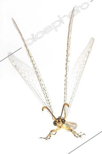Biosphoto | 1139019 | Antlion Macronemurus appendiculatus on white background | &copy; Michel Gunther / Biosphoto