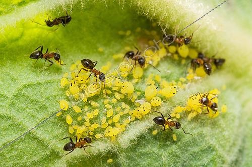Biosphoto | 2617931 | Ants and yellow oleander aphids (Aphis nerii) on oleander, aphid farming by ants, Jardin des Plantes in front of the National Museum of Natural History, Paris, France. | &copy; Stéphane Vitzthum / Biosphoto