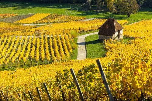 Biosphoto | 2558136 | AOC vineyard of Château-Chalon, Savagnin grape variety,, capital of Vin Jaune, Jura, France | &copy; Stéphane Godin / Biosphoto