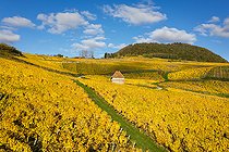 Biosphoto | 2558137 | AOC vineyard of Château-Chalon, Savagnin grape variety,, capital of Vin Jaune, Jura, France | &copy; Stéphane Godin / Biosphoto