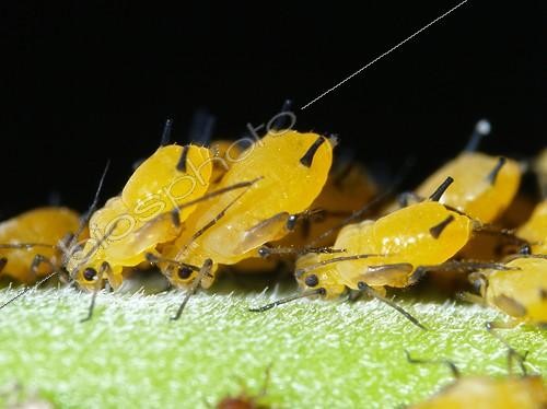 Biosphoto | 489063 | Aphids eating by pricking the leaves of apple | &copy; Jean Lecomte / Biosphoto