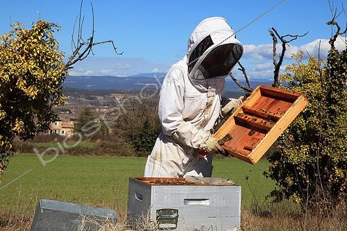 Biosphoto | 2423322 | Apicultrice inspectant des ruches pendant la production de miel | &copy; Eric Guilloret / Biosphoto