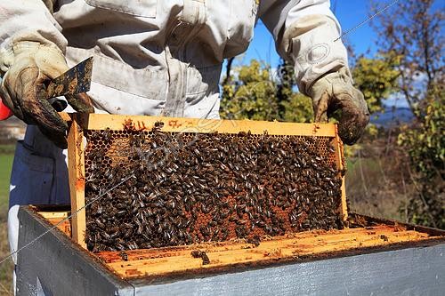 Biosphoto | 2423323 | Apicultrice inspectant des ruches pendant la production de miel | &copy; Eric Guilloret / Biosphoto