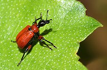 Biosphoto | 2492833 | Apodère du noisetier (Apoderus coryli) sur une feuille, Parc naturel régional des Vosges du Nord, France | &copy; Michel Rauch / Biosphoto