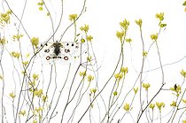 Biosphoto | 2090792 | Apollo (Parnassius apollo) warming at dawn on white background | &copy; Pedro Javier Pascual Hernandez / Biosphoto