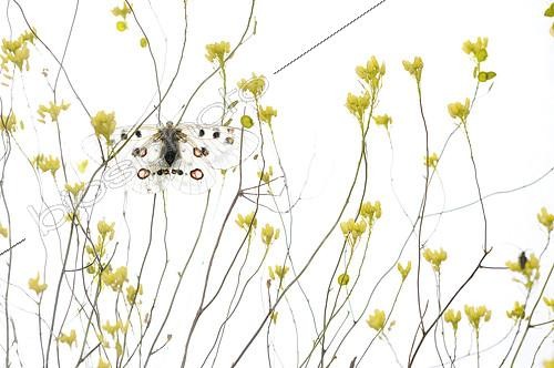 Biosphoto | 2090792 | Apollon (Parnassius apollo) se réchauffant à l'aube sur fond blanc | &copy; Pedro Javier Pascual Hernandez / Biosphoto