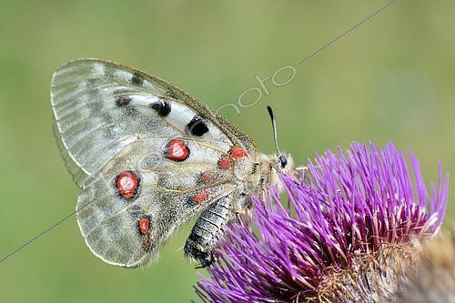 Biosphoto | 2610552 | Apollon (Parnassius apollo) sur fleur, Pyrénées Orientales, France | &copy; Claude Balcaen / Biosphoto
