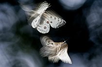 Biosphoto | 2090794 | Apollons (Parnassius apollo) en vol | &copy; Pedro Javier Pascual Hernandez / Biosphoto