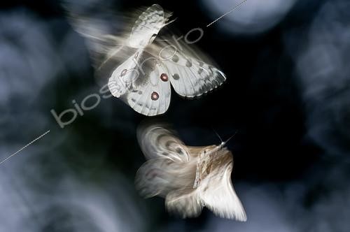 Biosphoto | 2090794 | Apollons (Parnassius apollo) en vol | &copy; Pedro Javier Pascual Hernandez / Biosphoto