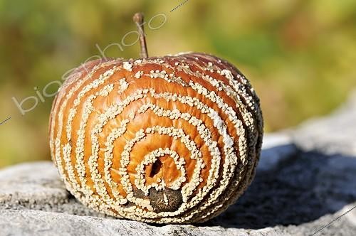 Biosphoto | 998421 | Apple achieving moniliose Limousin France  | &copy; Roger Dauriac / Biosphoto