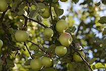 Biosphoto | 2067028 | Apple (Malus pumila ) , 