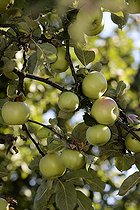 Biosphoto | 2067029 | Apple (Malus pumila ) , 