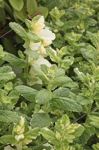 Biosphoto | 1001688 | Apple Mint 'Variegata' Le Jardin des Lianes France ; Le jardin des lianes | &copy; Hervé Lenain / Biosphoto