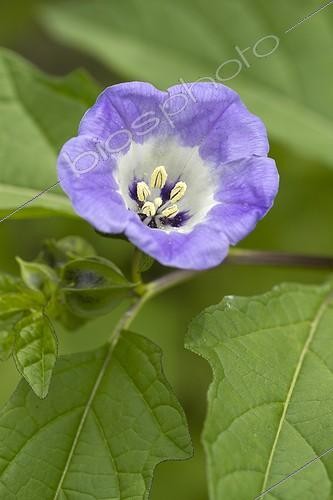Biosphoto | 2075299 | Apple-of-Peru (Nicandra physaloides) flower | &copy; Frédéric Tournay / Biosphoto