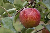 Biosphoto | 1250751 | Apple 'Rubinette' on branch | &copy; NouN / Biosphoto
