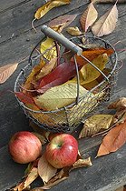 Biosphoto | 1233365 | Apples and leaves in a basket in the autumn | &copy; Catherine Fruhinsholz / Biosphoto
