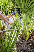 Biosphoto | 2458078 | Application of a protection (Biopalm) against the palm butterfly on a doum palm (Chamaerops humilis). | &copy; Jean-Michel Groult / Biosphoto