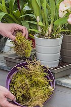 Biosphoto | 2458092 | Apport de mousse au pied d'Orchidées pour maintenir l'hygrométrie et camoufler la soucoupe | &copy; Jean-Michel Groult / Biosphoto