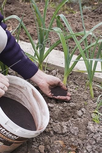 Biosphoto | 2047626 | Apport de sang séché aux poireaux au potager ; Le sang séché est un amendement organique riche en azote à action lente, donc adapté aux légumes-feuilles restant en place plus d'une saison, comme les poireaux et les asperges. | &copy; Jean-Michel Groult / Biosphoto