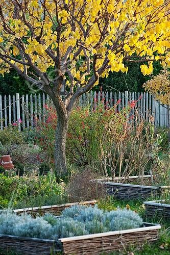 Biosphoto | 1015485 | Apricot in autumn garden in Provence France | &copy; Philippe Giraud / Biosphoto