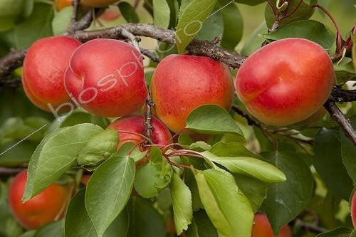 Biosphoto | 1637350 | Apricot tree 'Bergeva' in fruit in a garden | &copy; NouN / Biosphoto