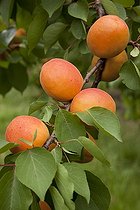 Biosphoto | 1637346 | Apricot tree 'Kioto' in fruit in a garden | &copy; NouN / Biosphoto