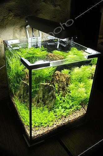 Biosphoto | 2459581 | Aquarium mini, nano aquarium, éclairage | &copy; Aqua Press / Biosphoto