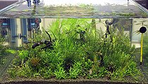 Biosphoto | 2463098 | Aquarium planté | &copy; Aqua Press / Biosphoto