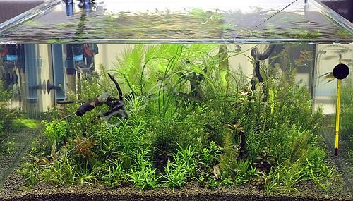 Biosphoto | 2463098 | Aquarium planté | &copy; Aqua Press / Biosphoto