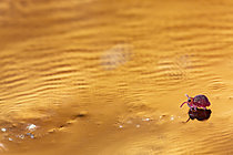 Biosphoto | 2621422 | Aquatic springtail (Sminthurides aquaticus var. levanderi), an aquatic springtail living at the edges of natural ponds and peat bogs, Cévennes National Park, France. | &copy; Philippe Lebeaux / Biosphoto