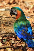 Biosphoto | 2395132 | Ara bleu (Ara ararauna) au sol, Costa Rica | &copy; Jean-François Noblet / Biosphoto